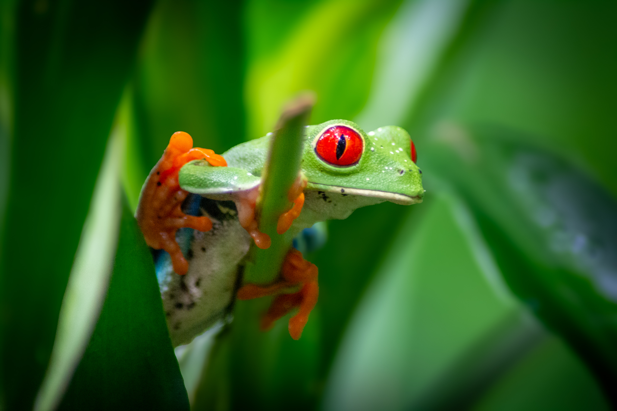 grenouille aux yeux rouge Costa Rica